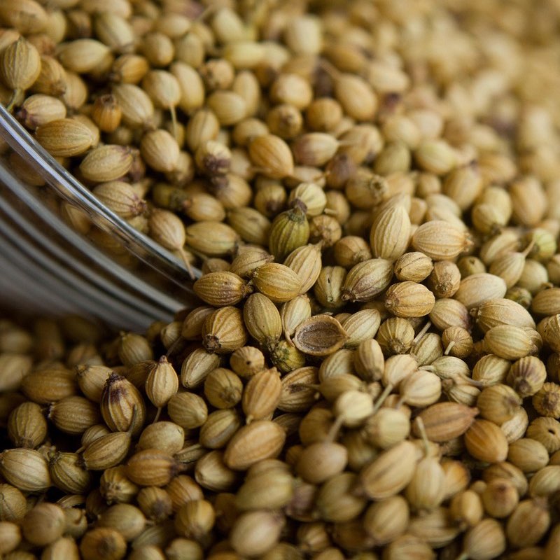 Coriander