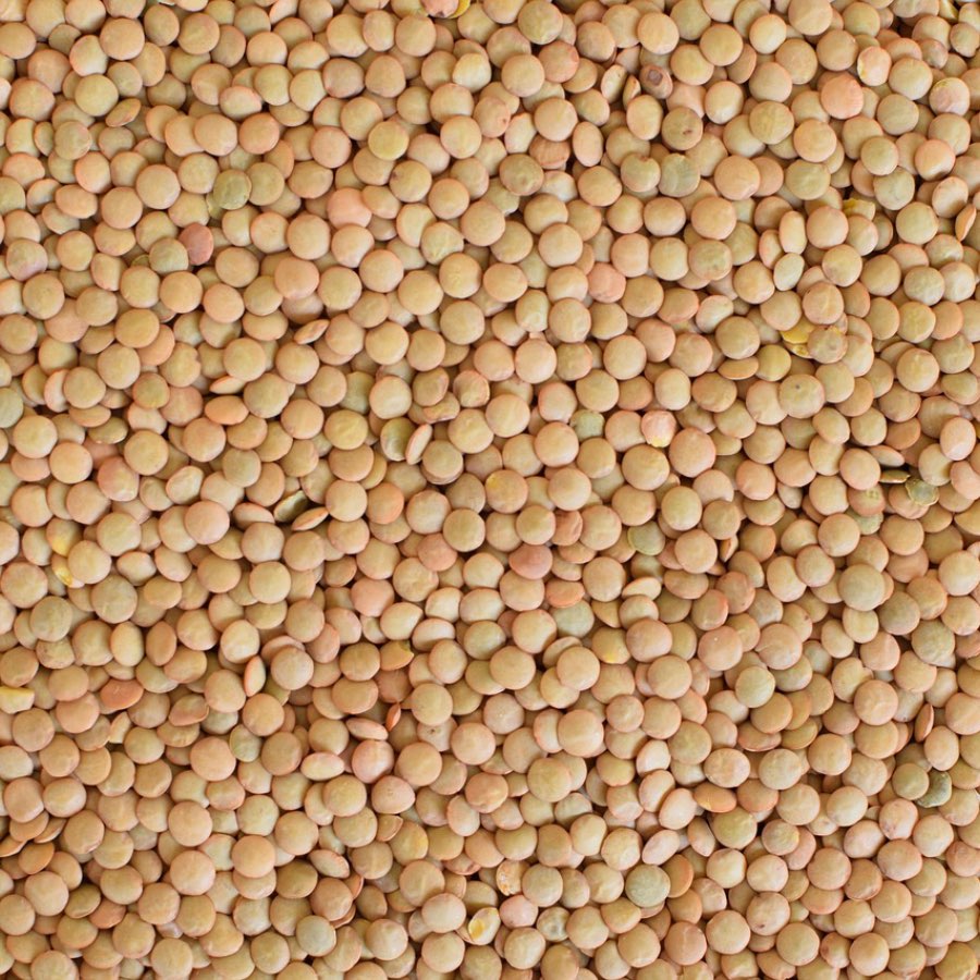 Lentils