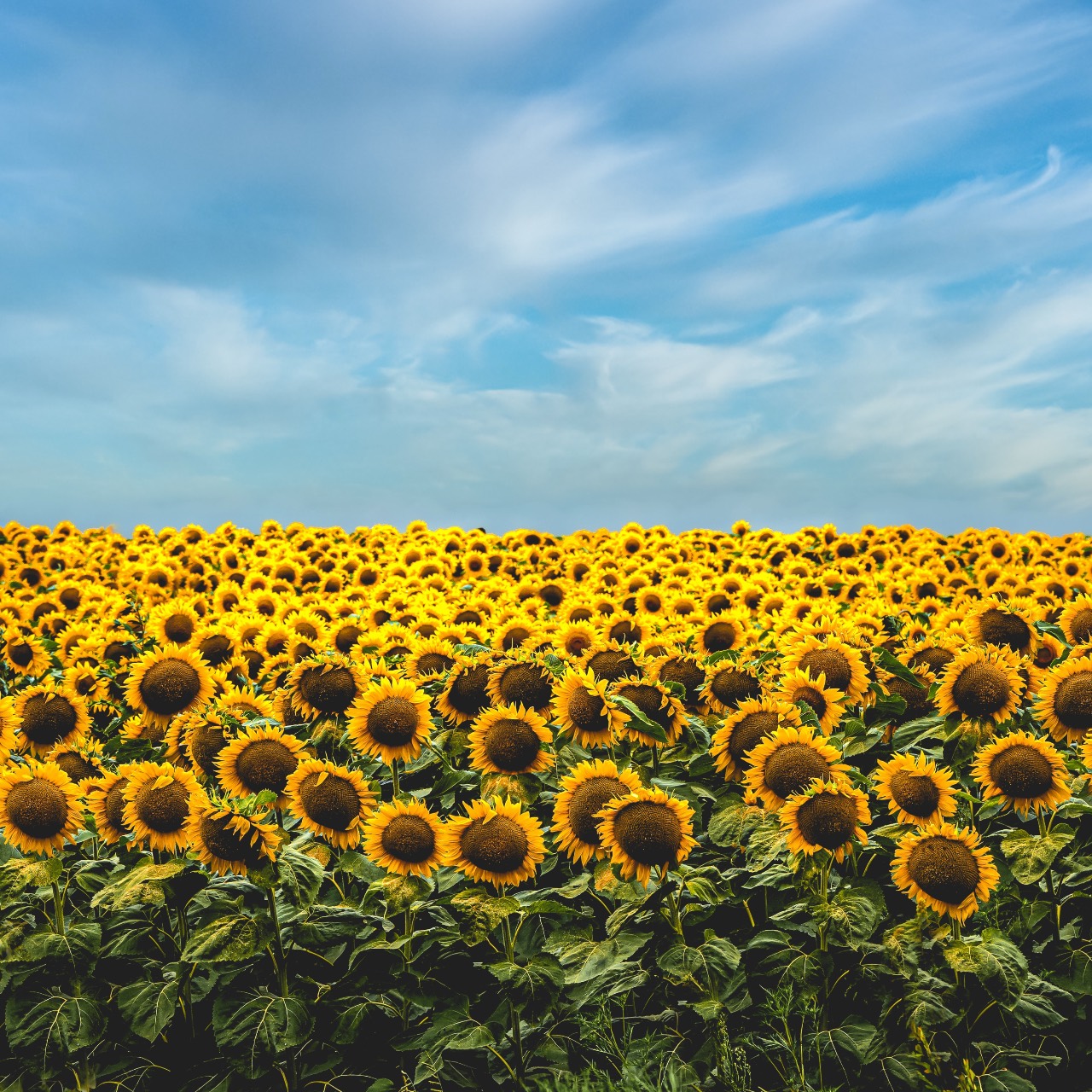 Sunflower field